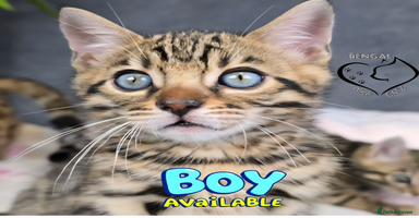 Bengal cats - Advert 4
