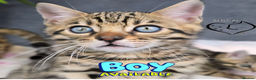 Bengal cats for sale: 1 beautiful boy from tica champion lines - Advert 13
