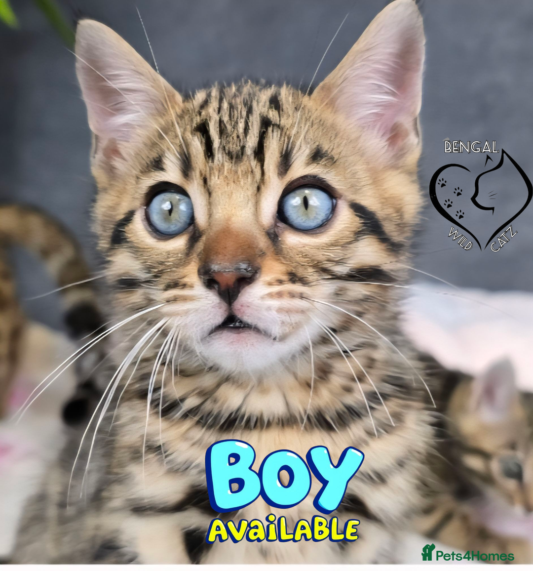 Bengal cats for sale: 1 beautiful boy from tica champion lines - Image 2