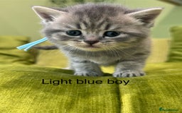 British Shorthair cats for sale: British short hair / Scottish striaght  - Image 14