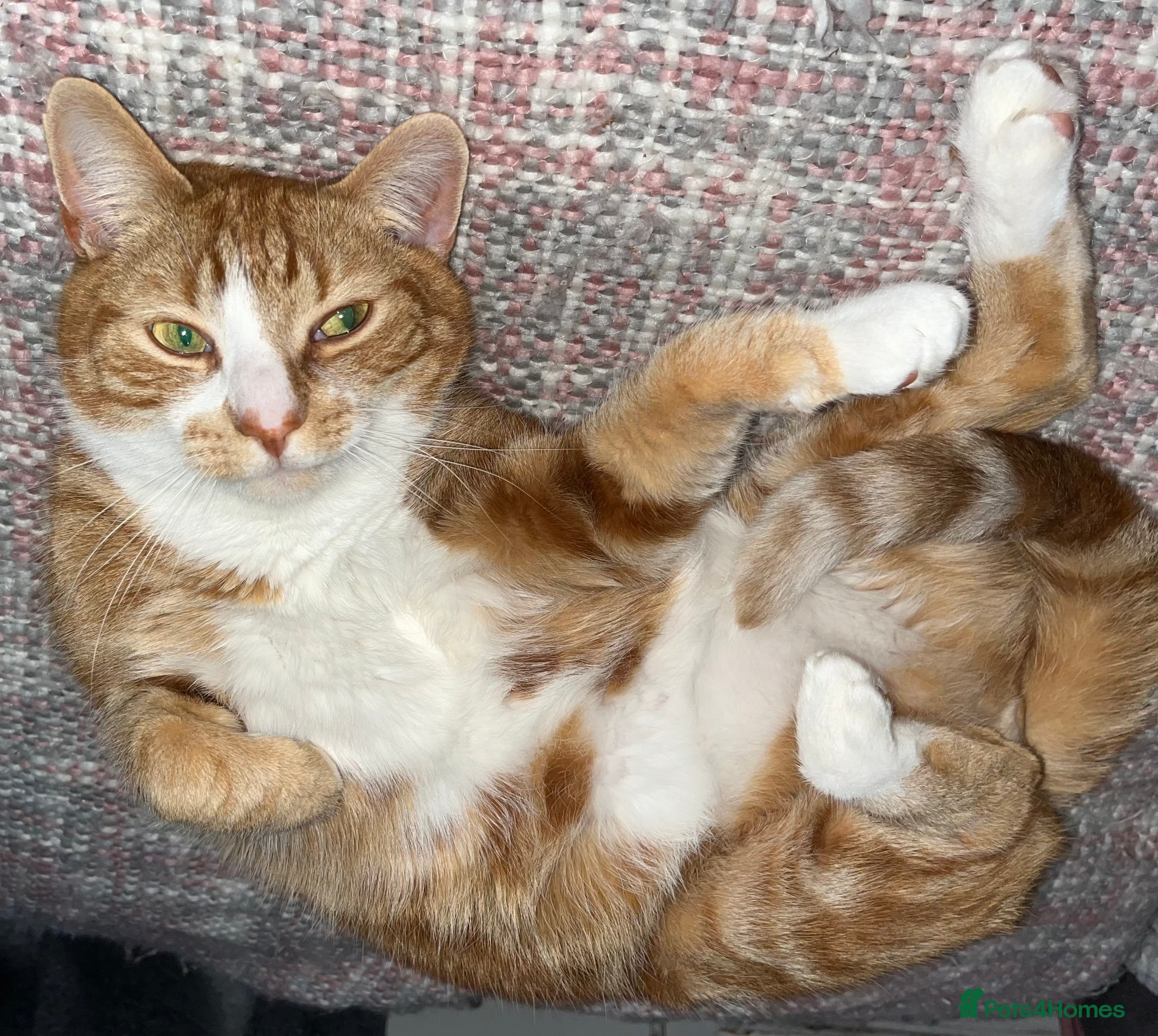 Mixed Breed cats Ginger 5 Year Old Male Cat - Advert 1