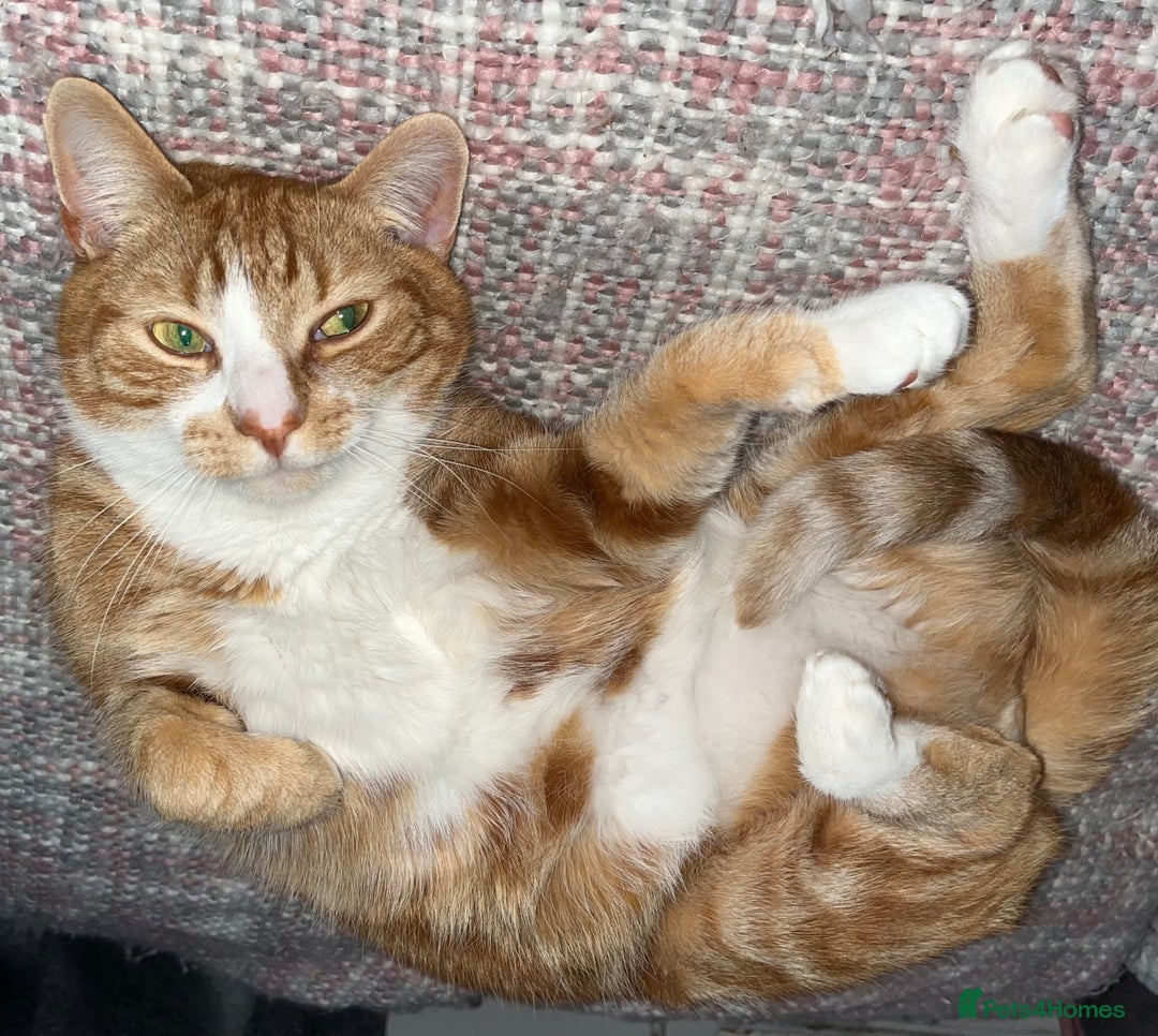 Mixed Breed cats for sale: Ginger 5 Year Old Male Cat - Advert 1
