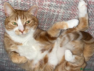 Mixed Breed cats Ginger 5 Year Old Male Cat - Advert 1