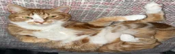 Mixed Breed cats for sale: Ginger 5 Year Old Male Cat - Advert 1