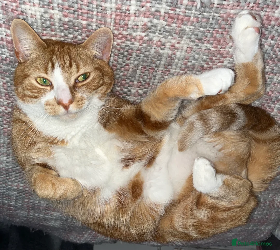 Mixed Breed cats for sale: Ginger 5 Year Old Male Cat - Advert 1