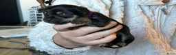 Chorkie dogs for sale: Mixed breed / Chorkie / small breed - Advert 4