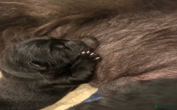 Chow Chow dogs for sale: 2 male chow chow puppies - Image 8