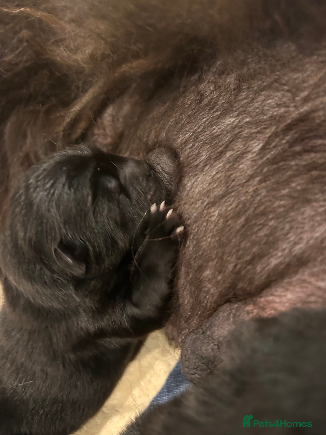 Chow Chow dogs for sale: 2 male chow chow puppies - Image 8