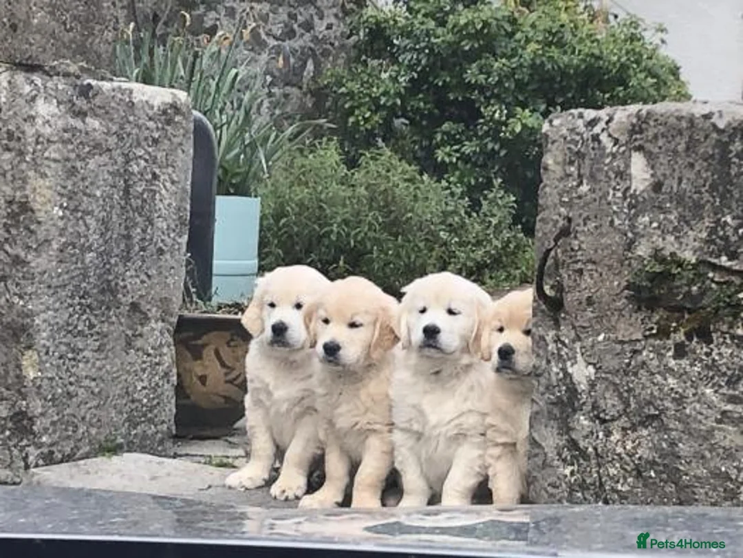 Golden Retriever dogs for sale: CREAM GOLDEN RETRIEVER PUPPIES  - Advert 1