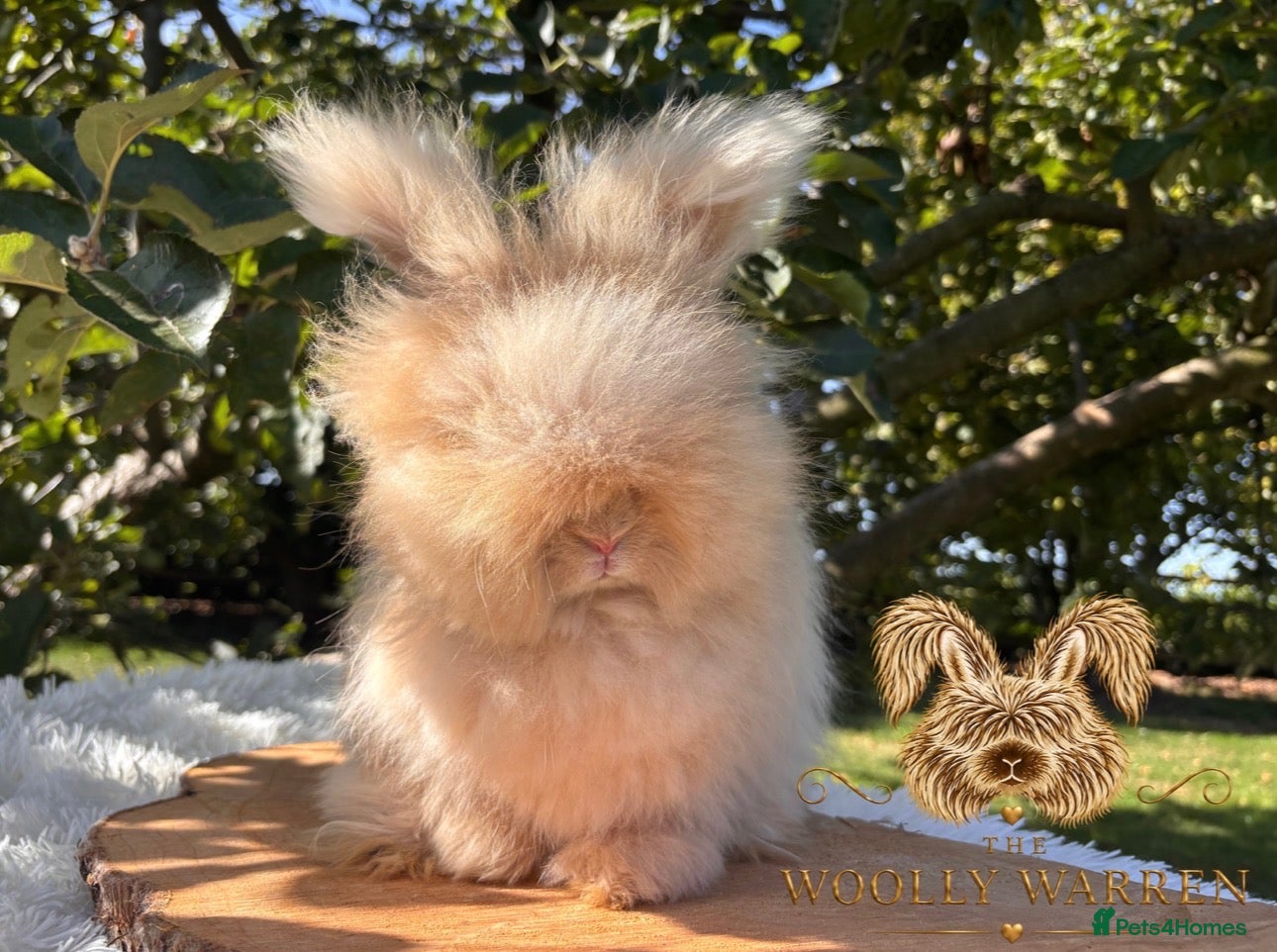 Angora rabbits Fully Vaccinated Angora Litter Ready Now - Advert 2