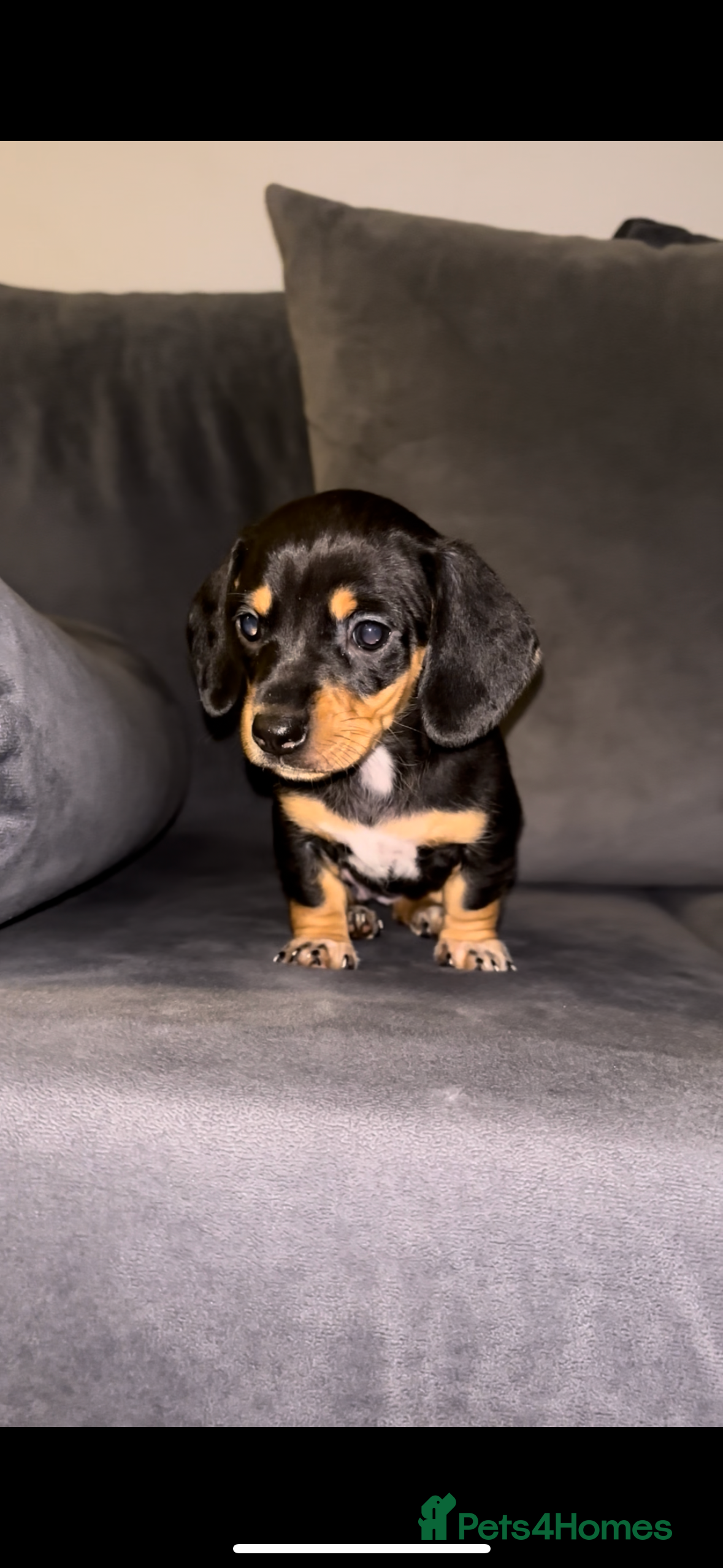 Dachshund dogs dachshund puppies last little girl 💕 - Advert 3