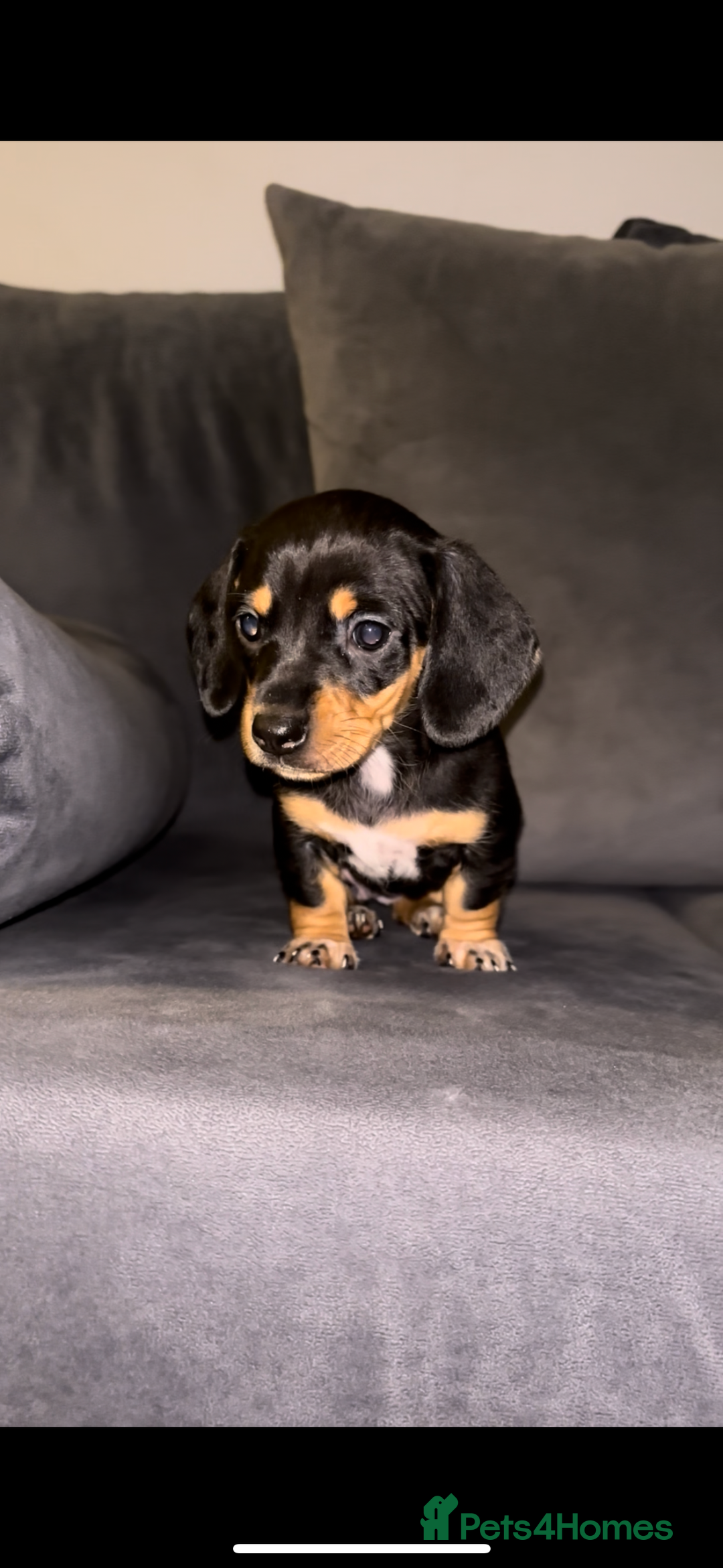 Dachshund dogs for sale: 🎅beautiful dachshund puppies🎅 - Advert 15