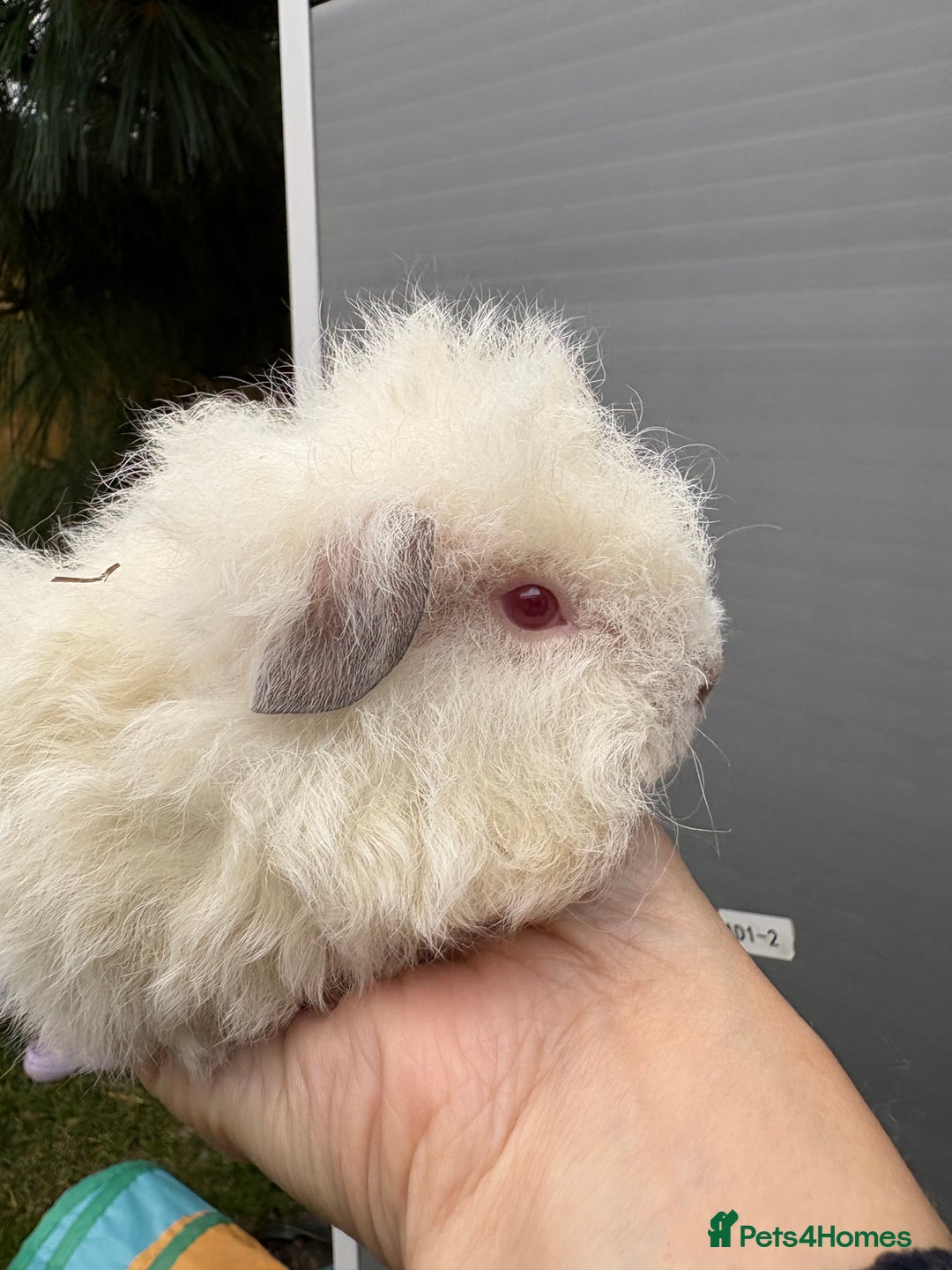 Guinea Pig rodents for sale: Lovely piggies, sheltie, Rex and Peruvian  - Image 16