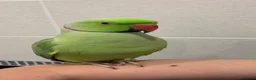 Ringnecks birds for sale: Beautiful Indian Ringneck Parakeet – 1.5 years old - Advert 3