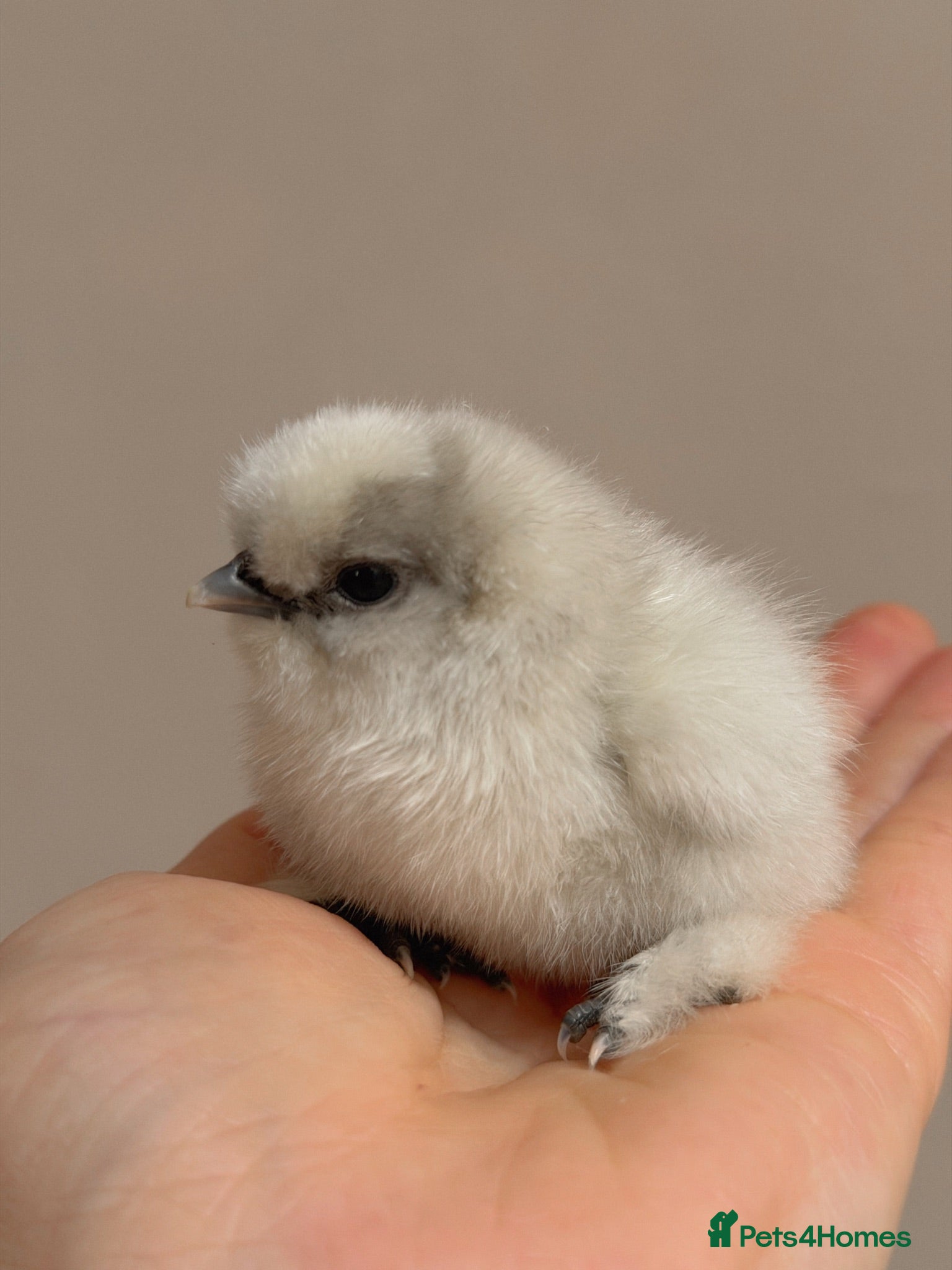 Chickens poultry Day old silkies  - Advert 1