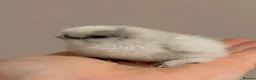 Chickens poultry for sale: Day old silkies  - Advert 1