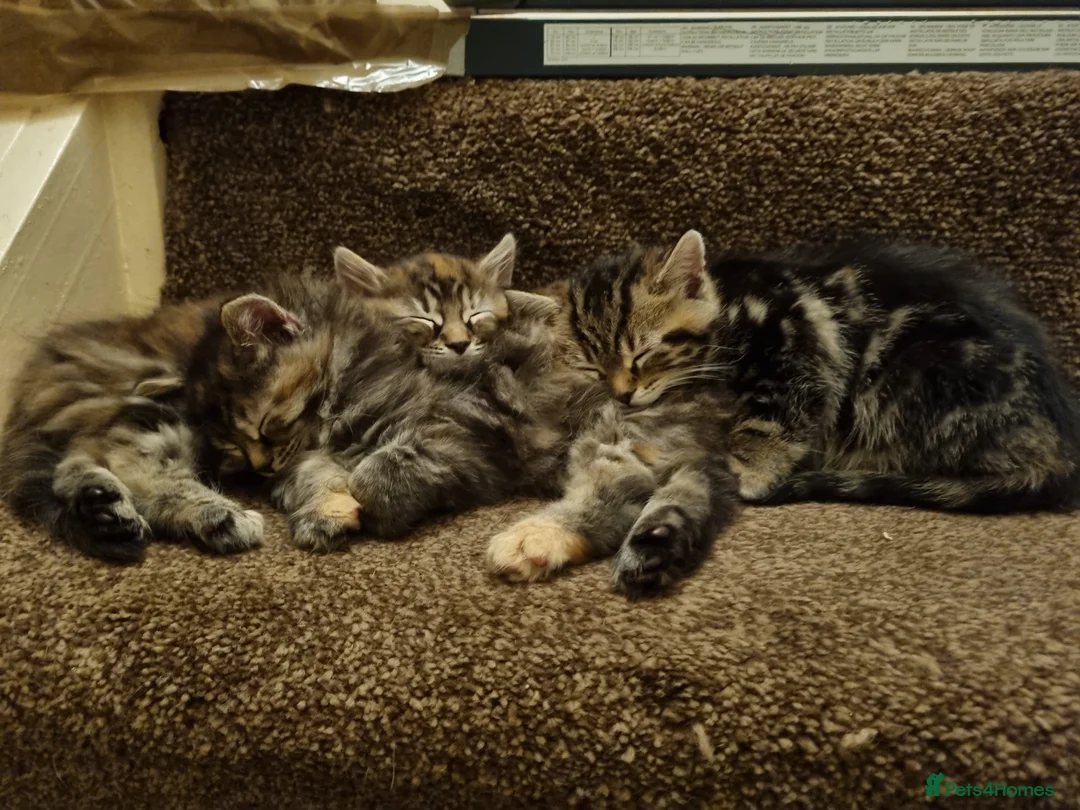 Maine Coon cats for sale: Gorgeous Maine Coon Cross BSH Kittens for Sale - Advert 3