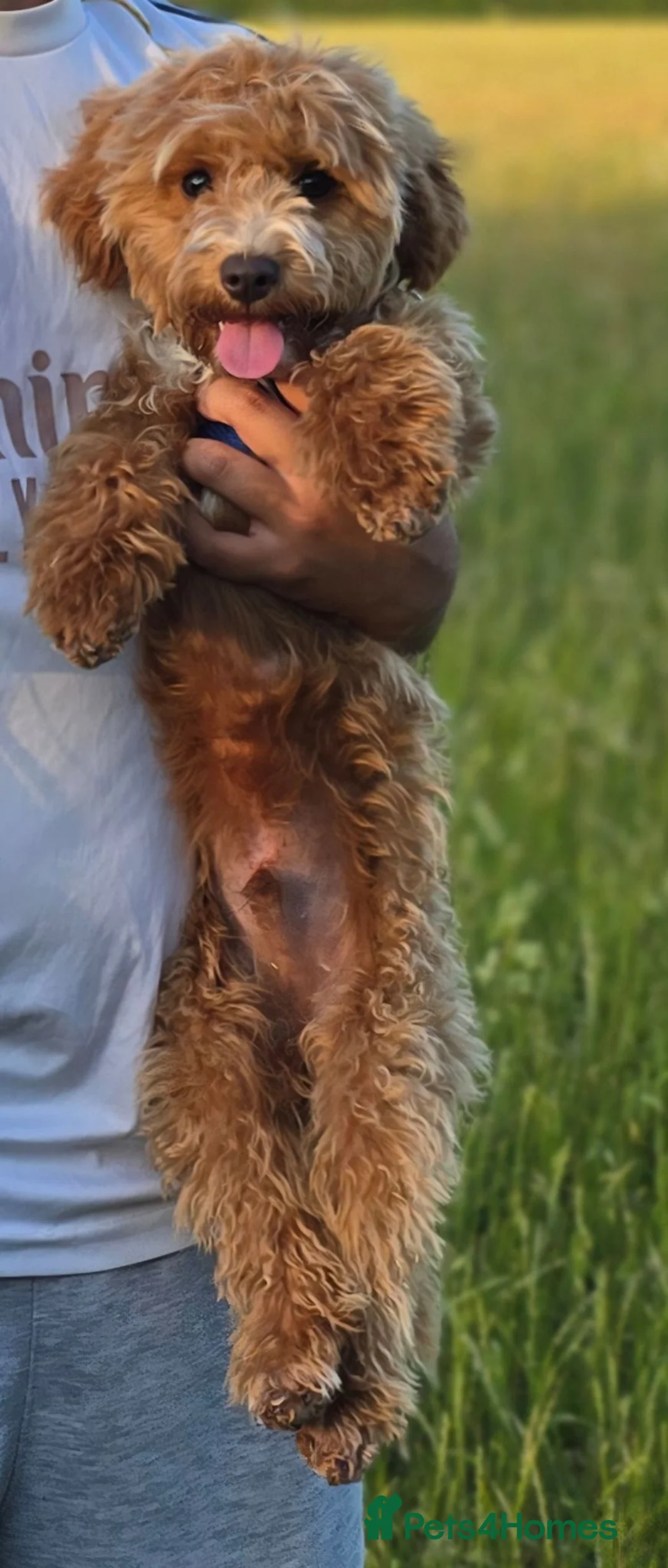 Cockapoo dogs for sale: Beautiful 6 months old cockapoo for rehoming in Maidenhead - Advert 2