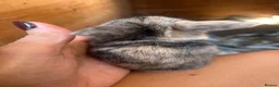 Mini Lop rabbits for sale: Stunning mini lop babies - fabulous temperaments  - Advert 11