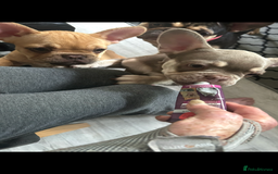 French Bulldog dogs for sale: French Bulldog Puppies in Sowerby Bridge - Image 20