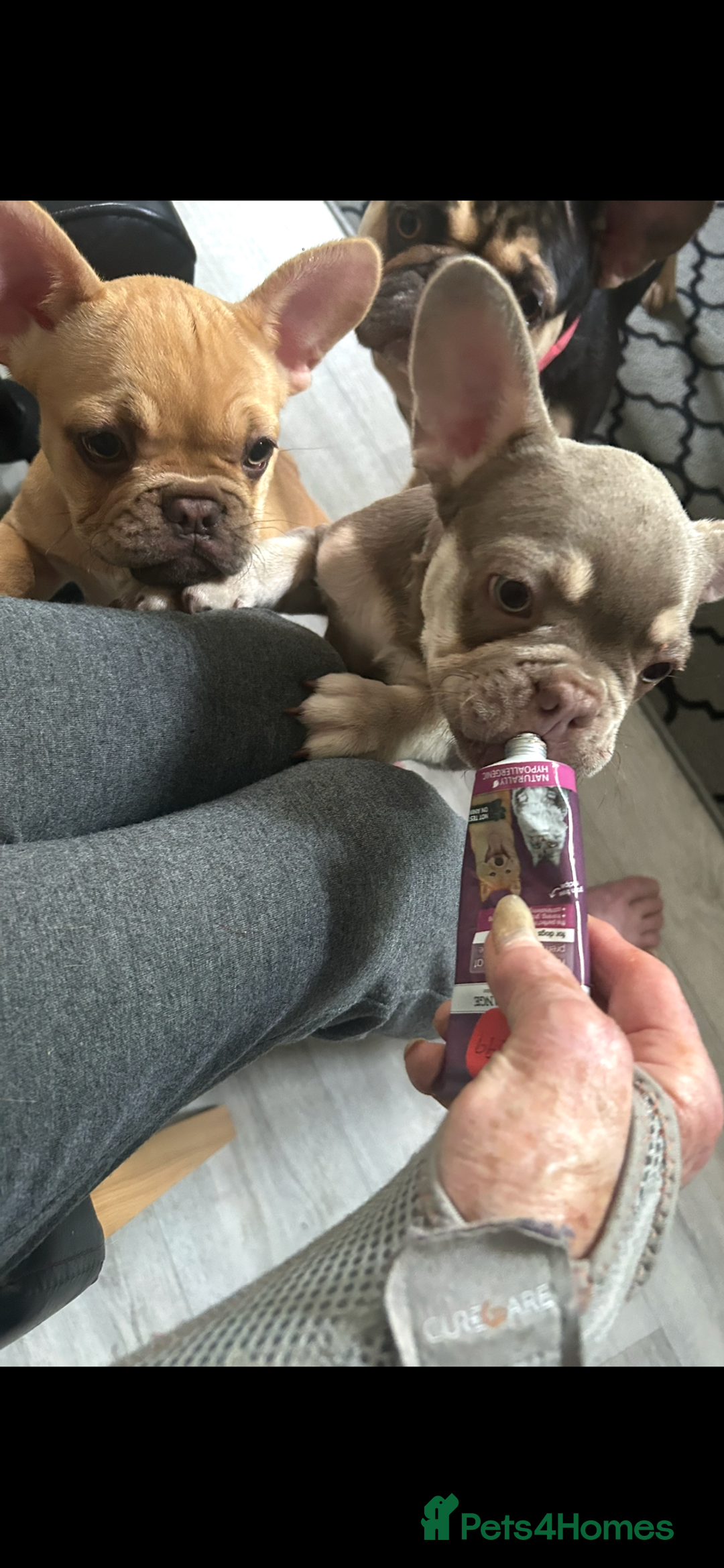 French Bulldog dogs for sale: French Bulldog Puppies in Sowerby Bridge - Image 20