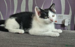 Mixed Breed cats for sale: £15 Female kitten  - Image 2