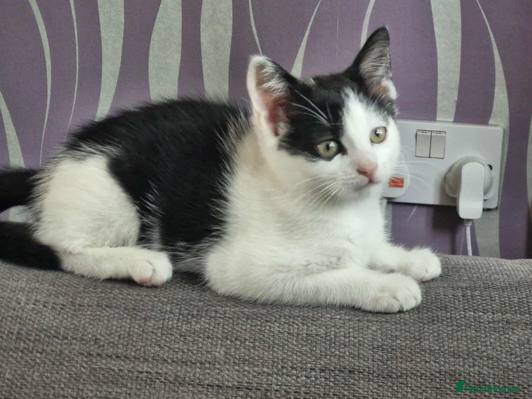 Mixed Breed cats for sale: £15 Female kitten  - Image 2