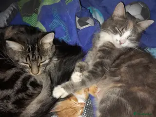 Mixed Breed cats Rehoming our family cats - Advert 3