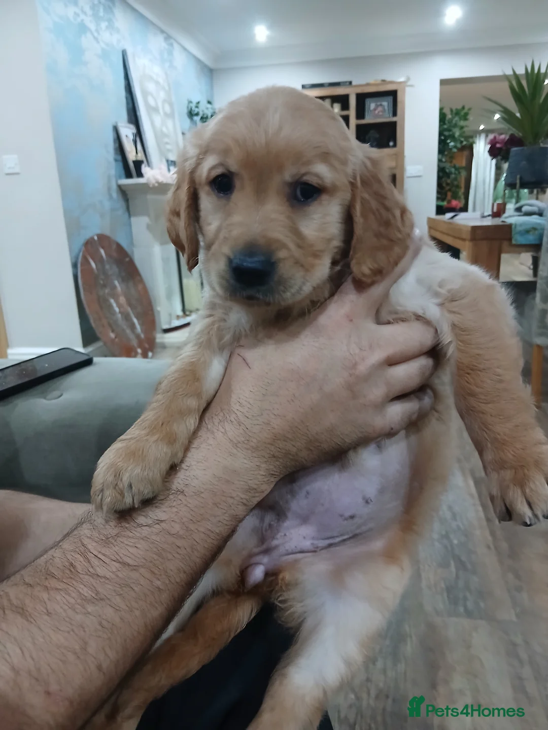 Golden Retriever dogs for sale: Chunky KC registered golden retrievers  - Advert 2