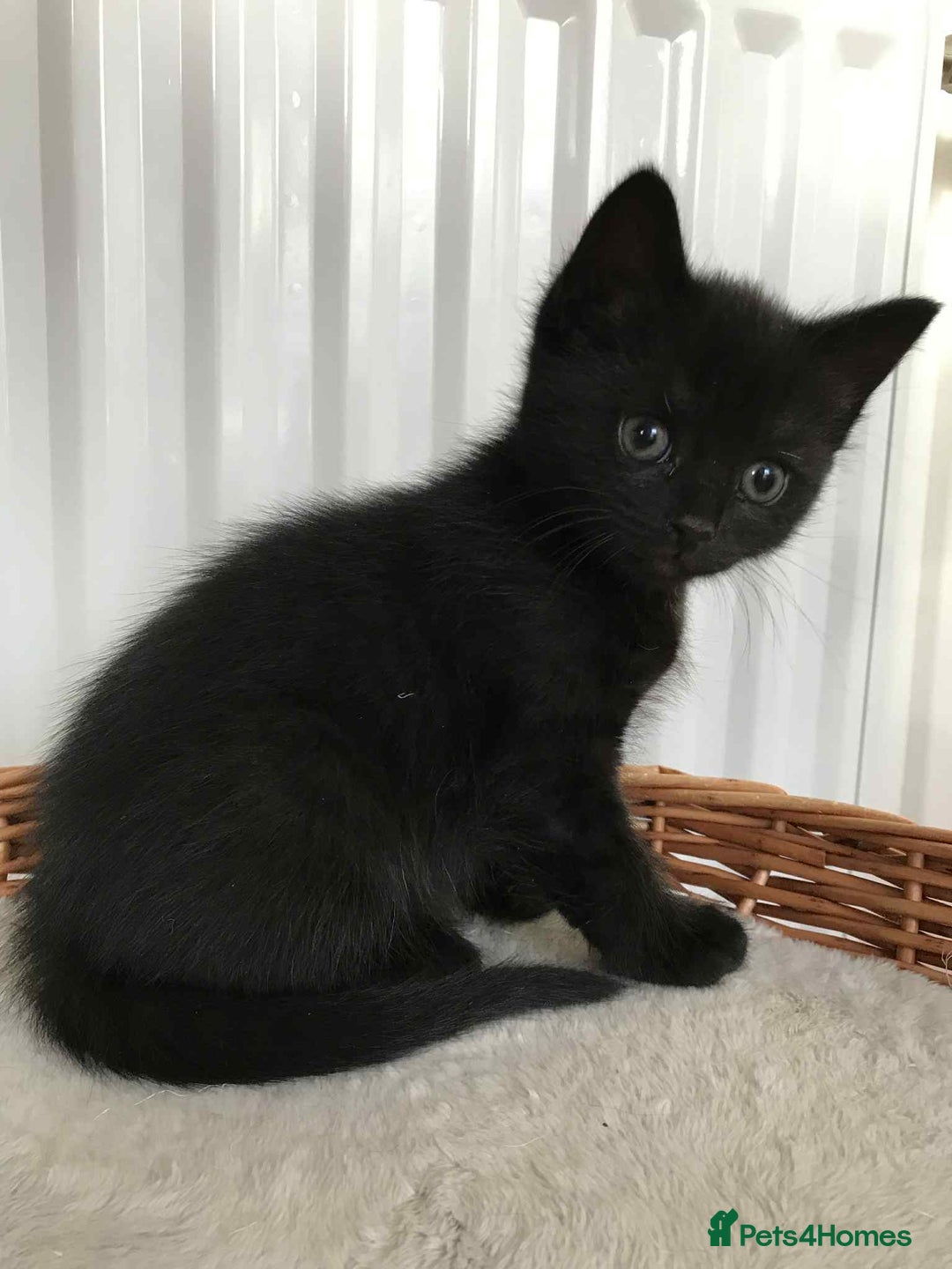 Mixed Breed cats for sale: Cute Kittens for sale - Advert 4