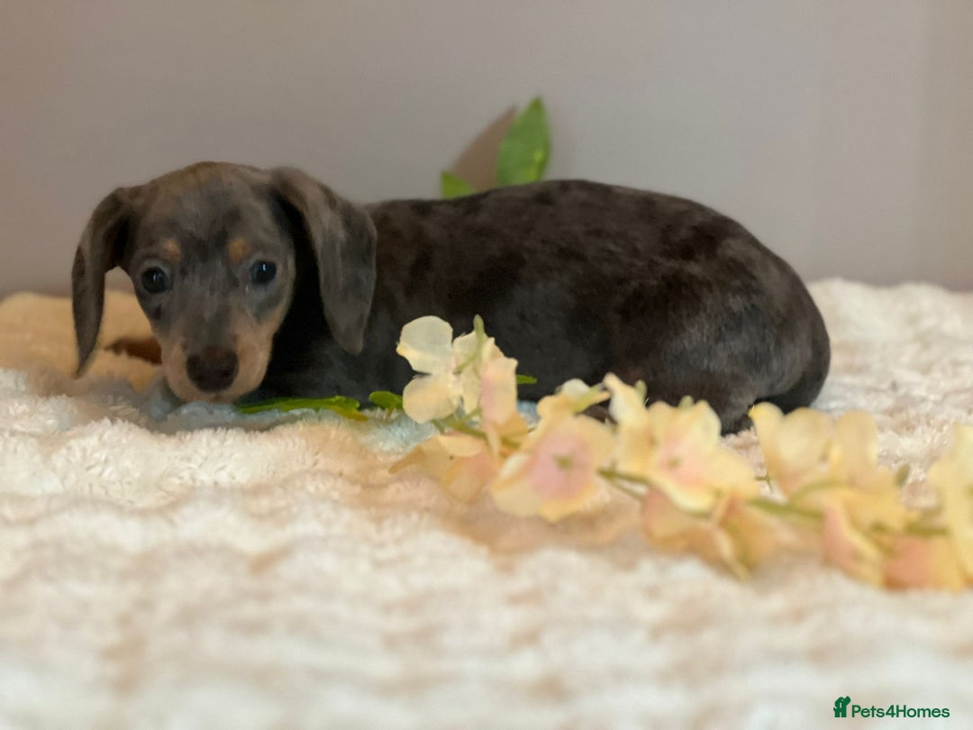 Miniature Dachshund dogs for sale: MINIATURE DACHSHUNDS  - Advert 13