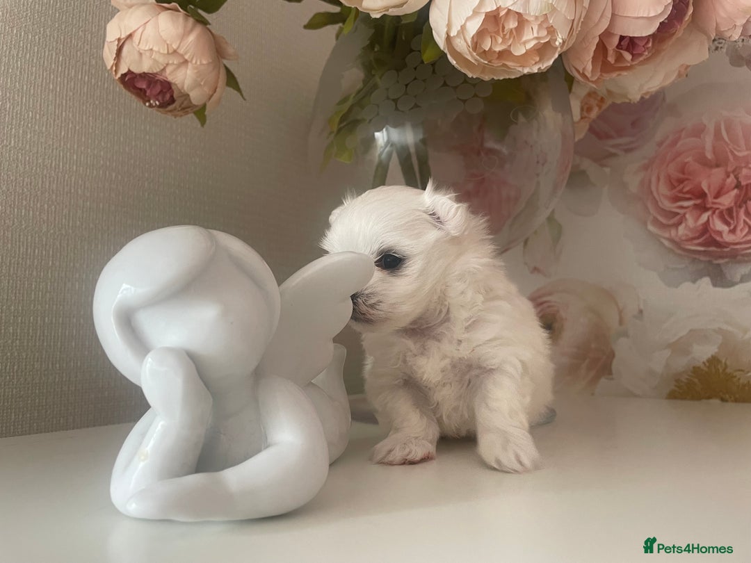 Maltese dogs for sale: Tiny Maltese Girl – Kennel Club Reg. - Image 4