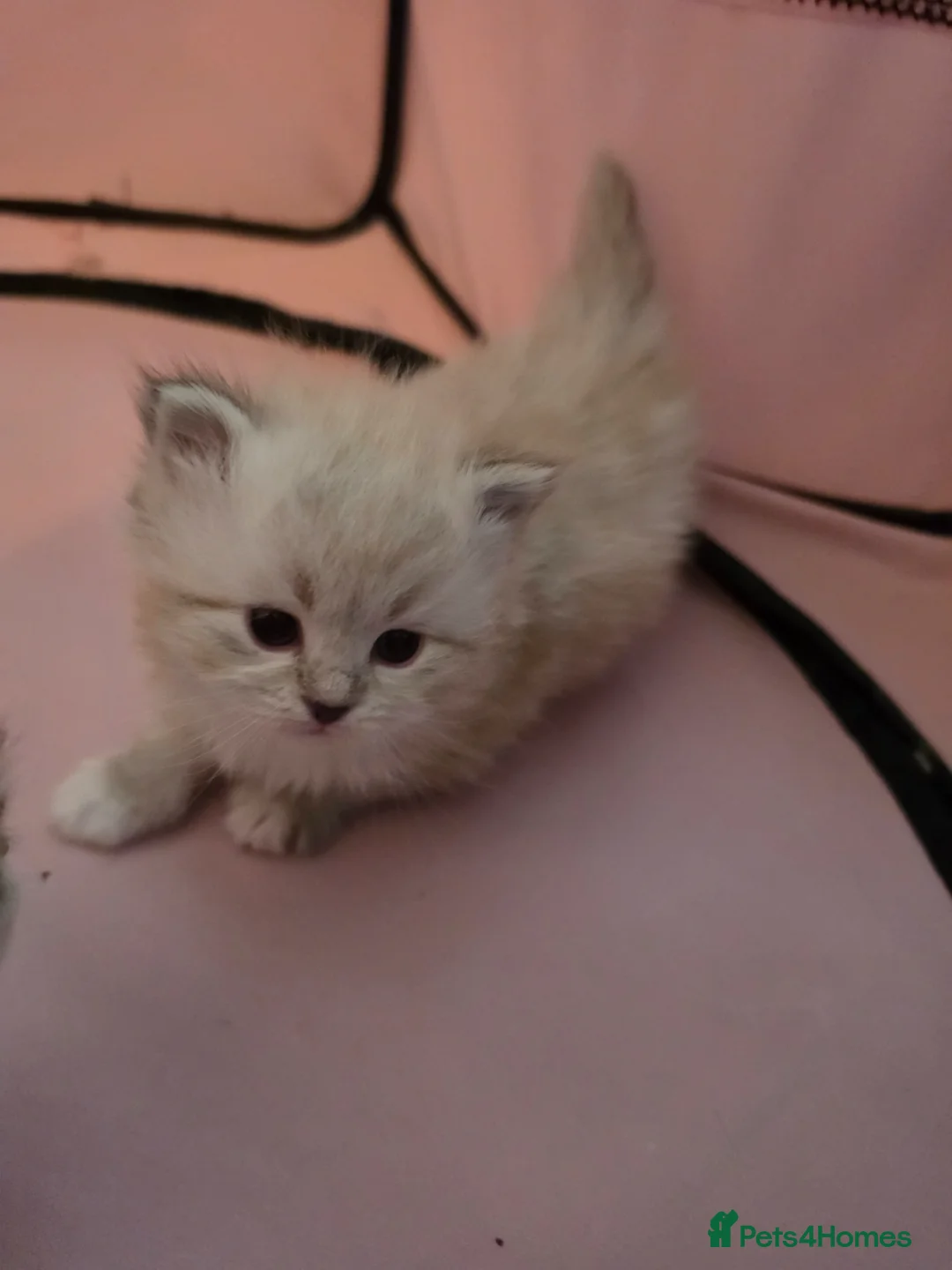 Siberian cats for sale: Pure gorgeous Siberian Kittens - Advert 40