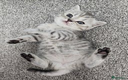 Scottish Fold cats for sale: Adorable Scottish fold Straight Ears Kittens  - Image 2