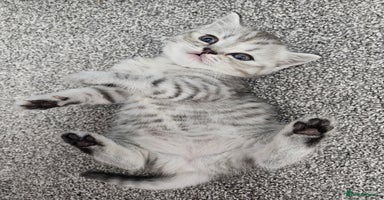 Scottish Fold cats - Advert 3