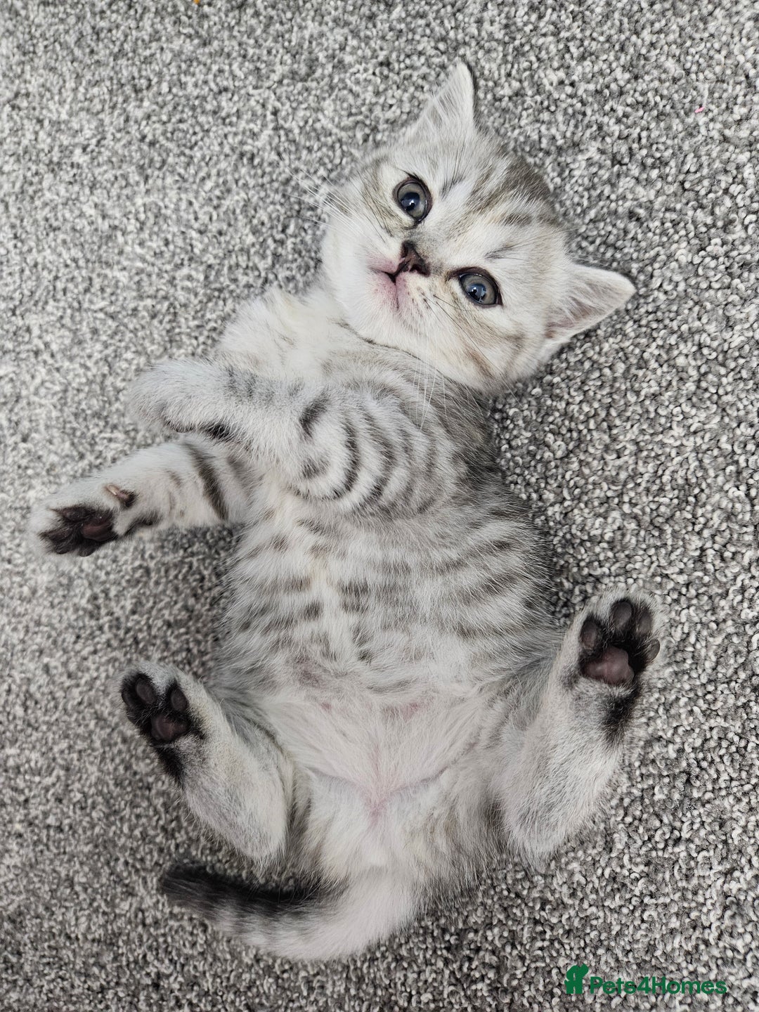 Scottish Fold cats for sale: Adorable Scottish fold Straight Ears Kittens  - Image 2