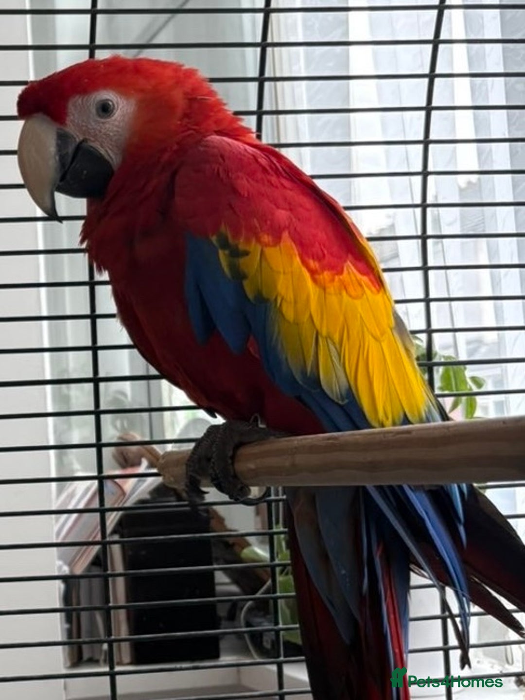 Macaws birds for sale: BABY MALE SCARLET MACAW WITH CITIES AND DNA PAPERS - Image 11
