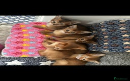 Abyssinian cats for sale: Adorable Abyssinian Kittens - Image 1