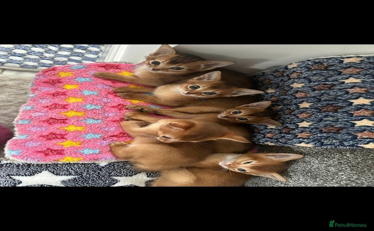 Abyssinian cats - Advert 1