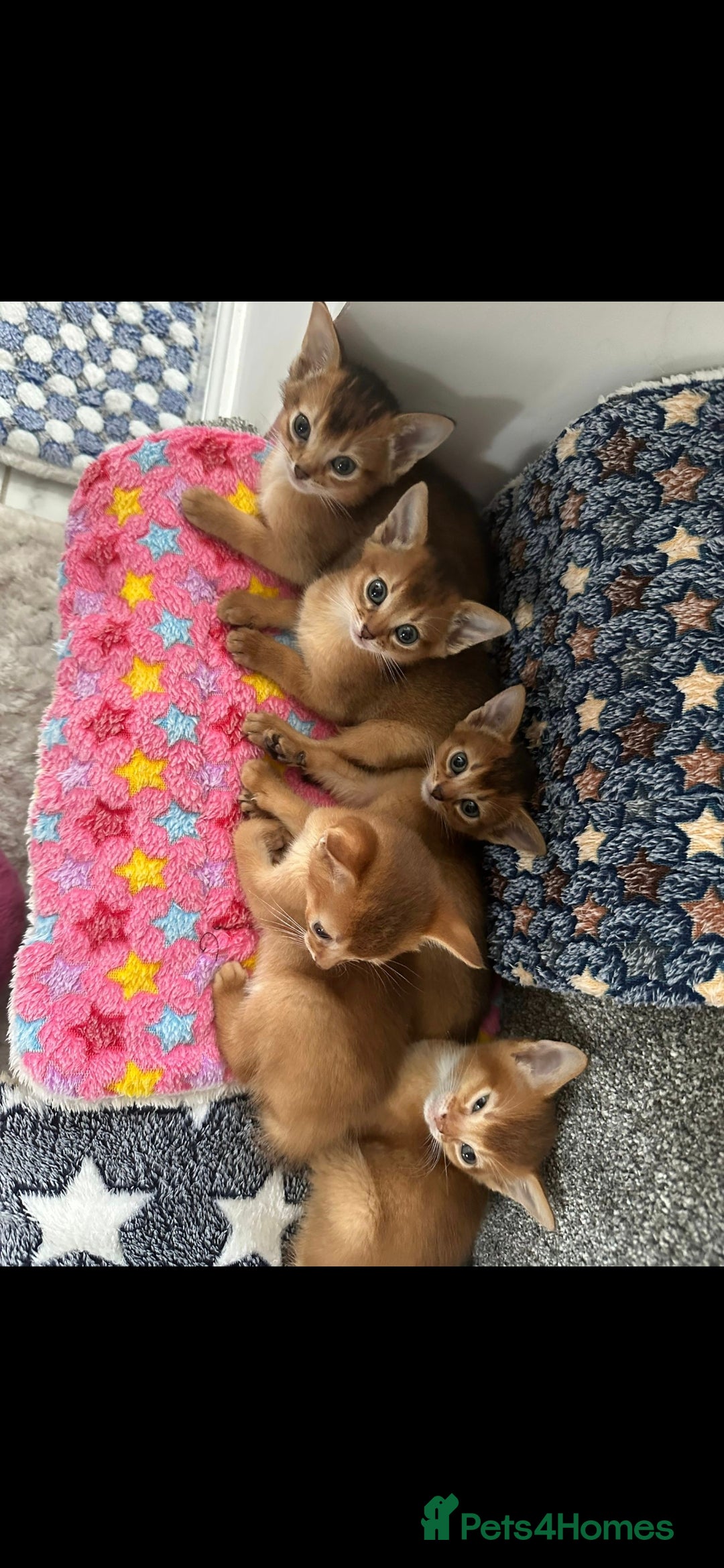 Abyssinian cats for sale: Adorable Abyssinian Kittens - Image 1
