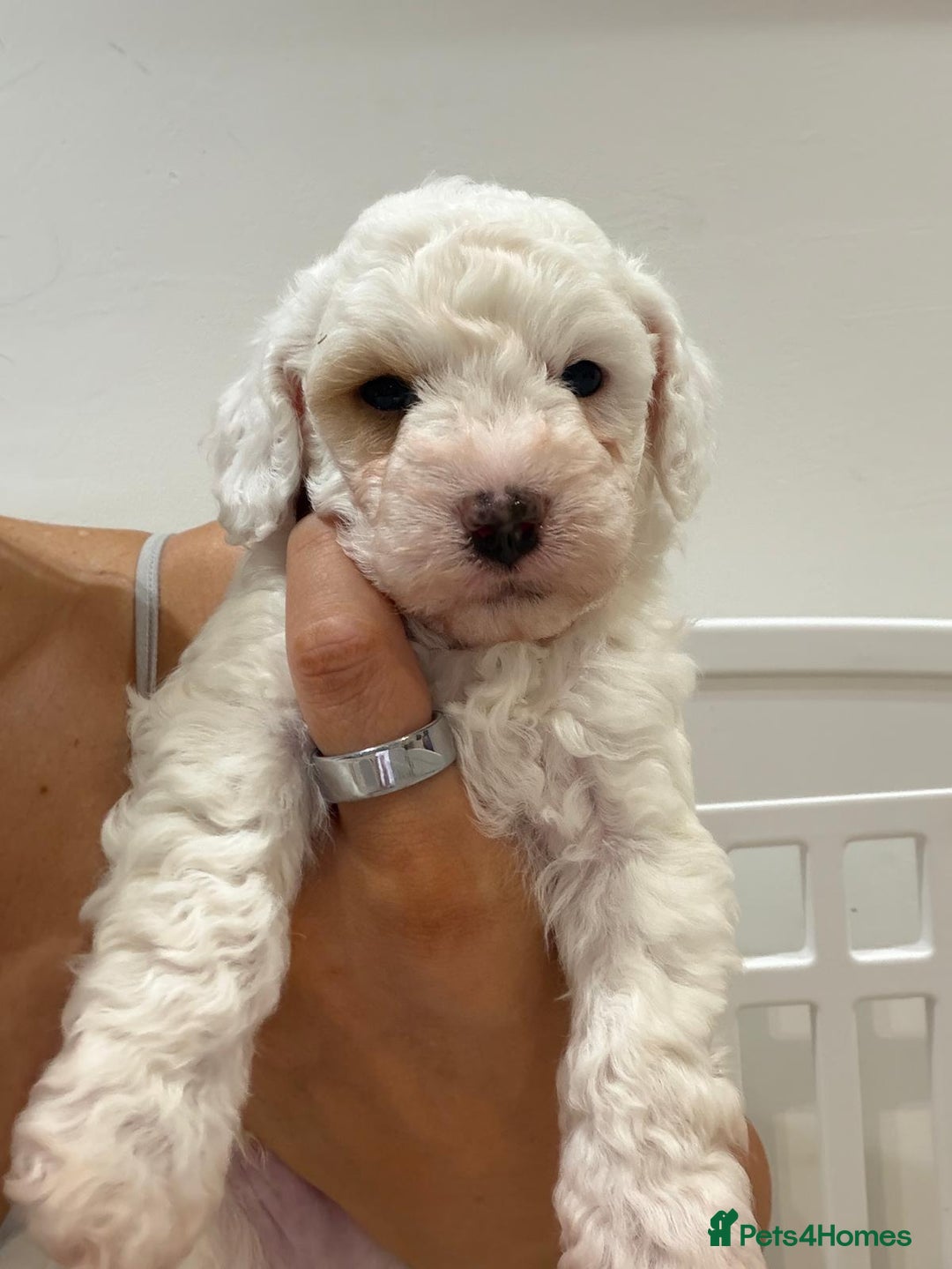 Maltipoo dogs for sale: 3 x male teddy maltipoos  - Advert 2