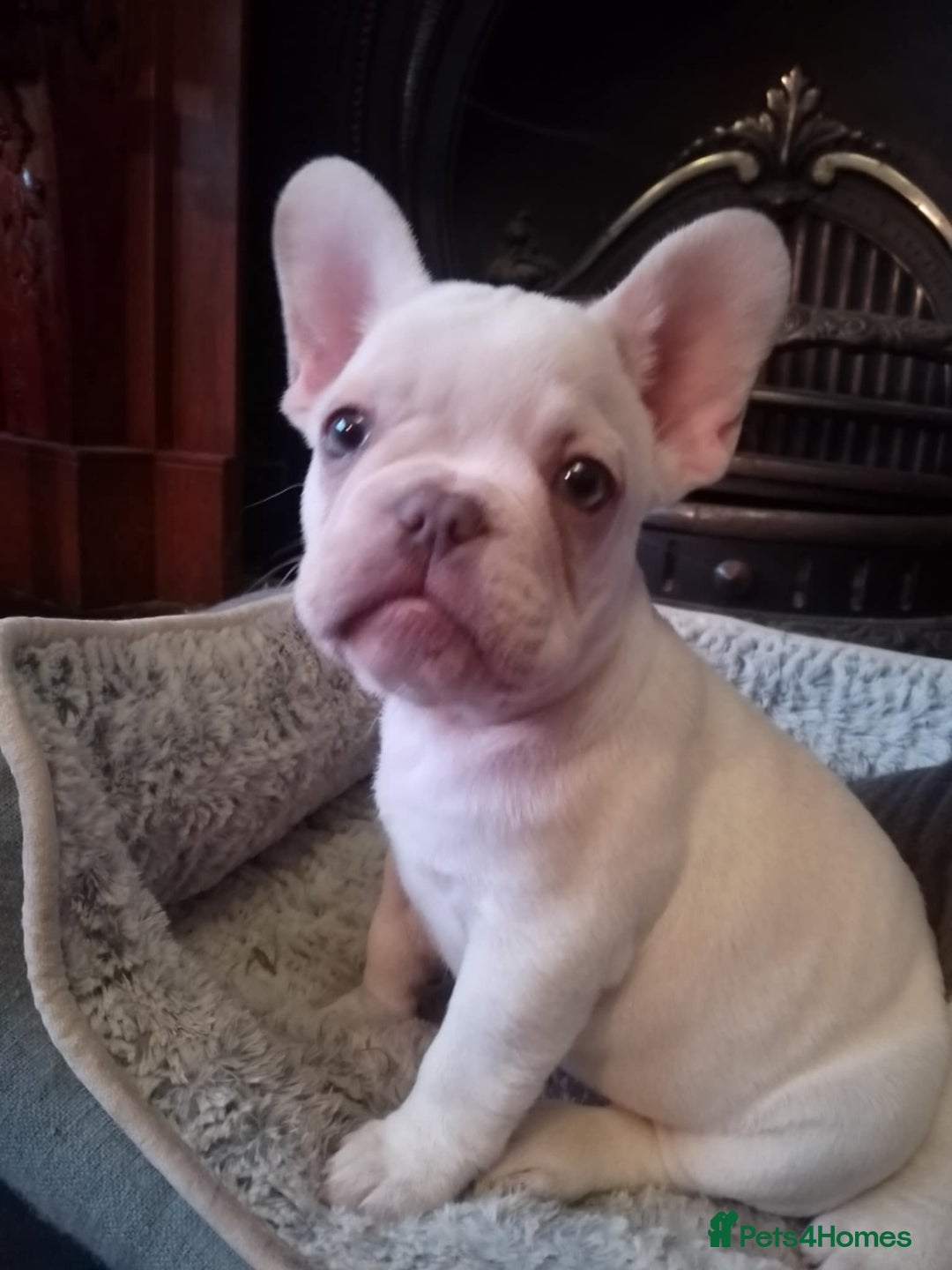 French Bulldog dogs for sale: French Bulldog Puppies For Sale  - Advert 5