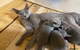 Russian Blue cats for sale: Russian Blue Kittens – Full Pedigree, TICA Parents - Image 12