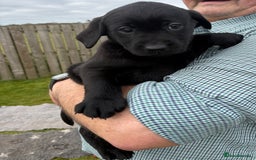 Labrador Retriever dogs for sale: Beautiful Black Labrador Puppies KC Registered  - Image 9