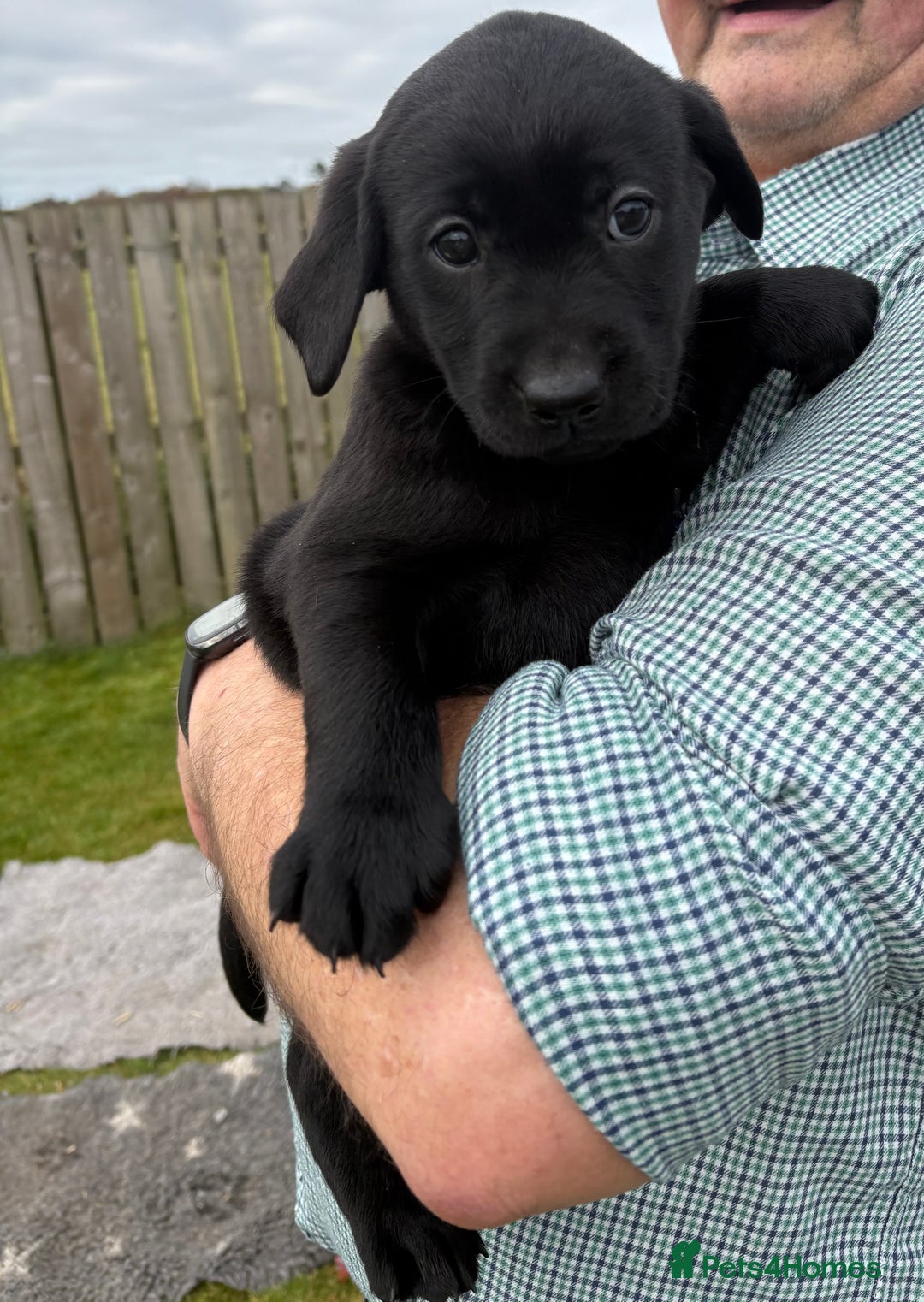 Labrador Retriever dogs for sale: Beautiful Black Labrador Puppies KC Registered  - Image 9