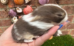 Mini Lop rabbits for sale: Stunning mini lops - Image 23