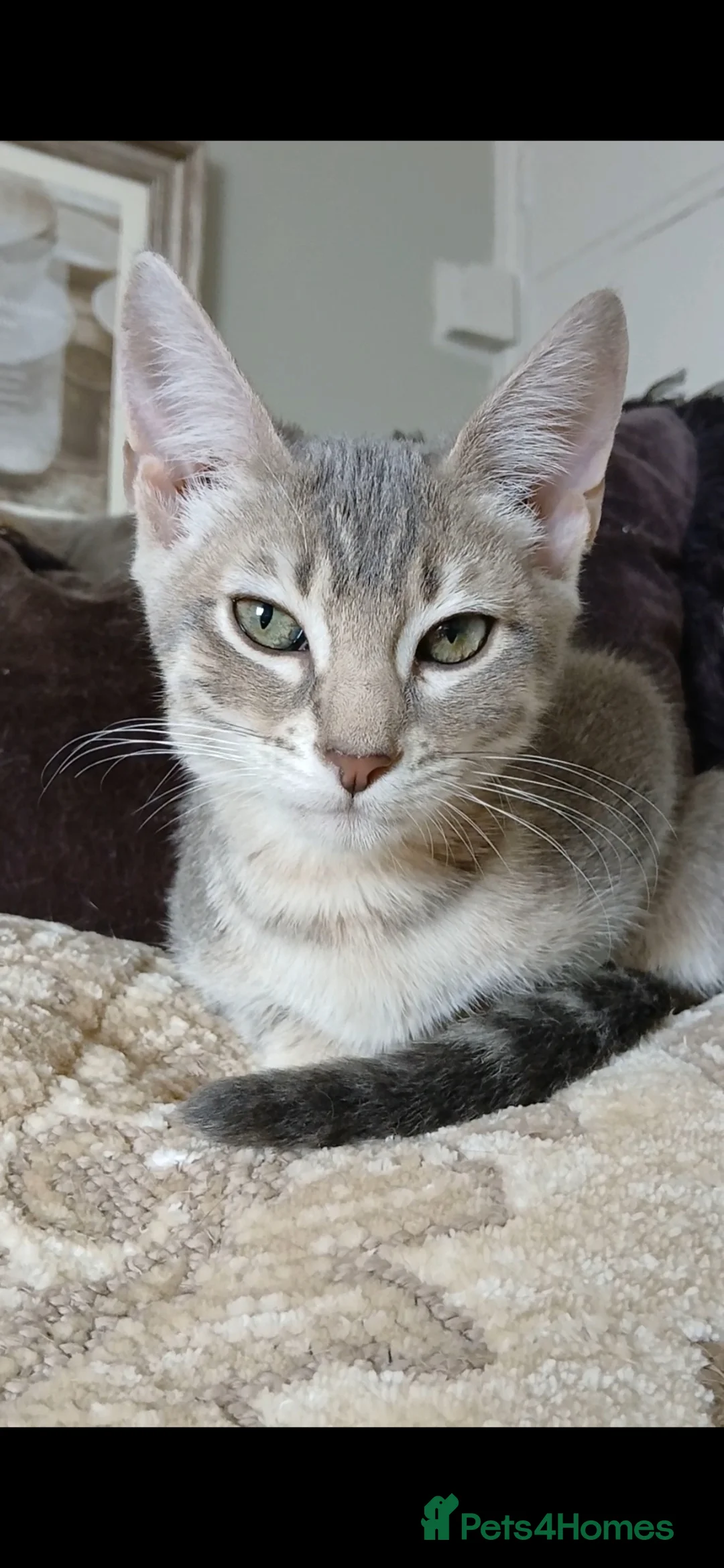 Bengal cats for sale: BLUE Bengal Boy | LAST OF HIS LITTER - Advert 1