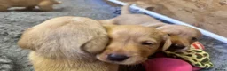 Labrador Retriever dogs for sale: KC Registered Labrador Retrievers - Advert 6