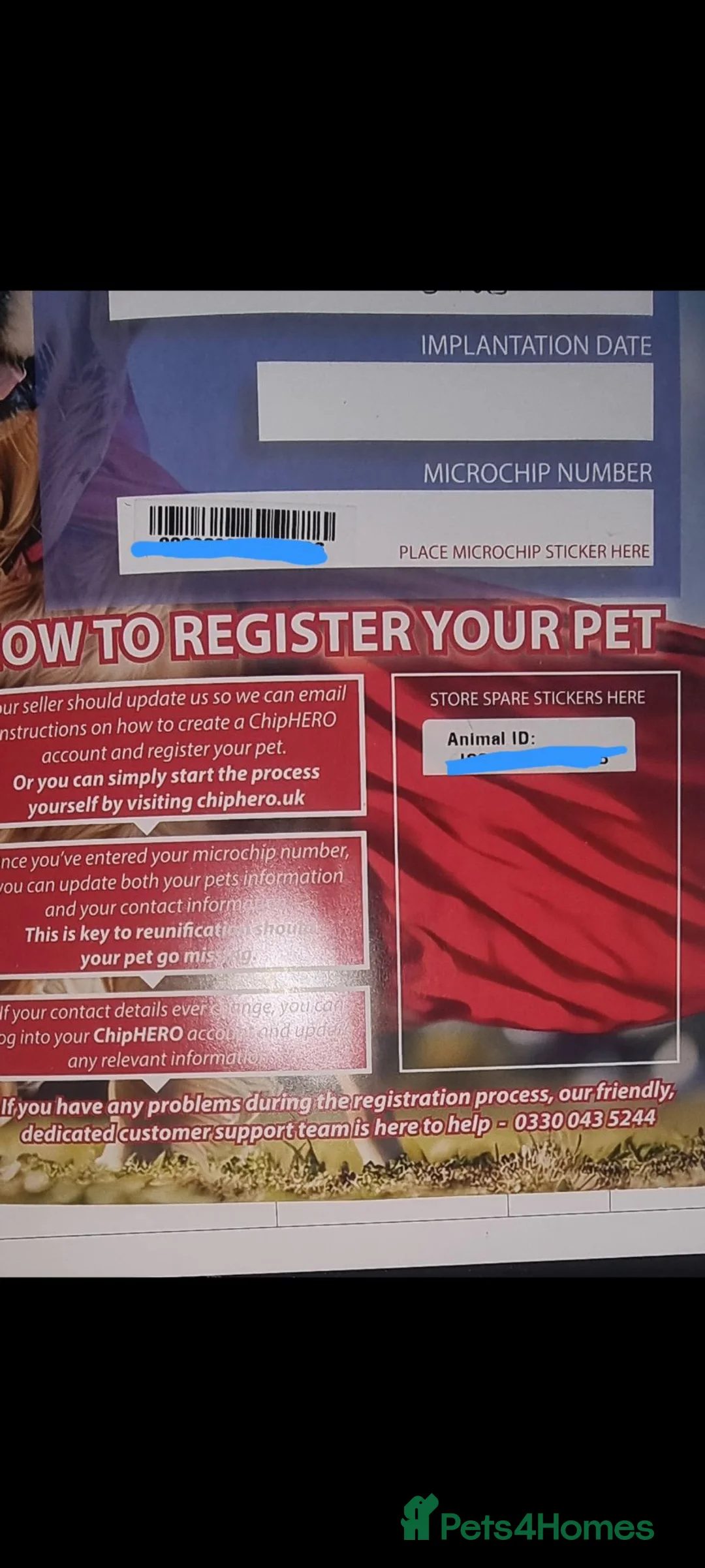 French Bulldog dogs for sale: Beautiful Blue/Lilac French Bulldog Male in Leeds - Advert 2