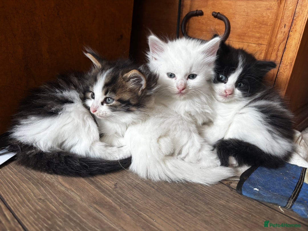 Maine Coon cats for sale: Angora x main coon kittens - Image 1